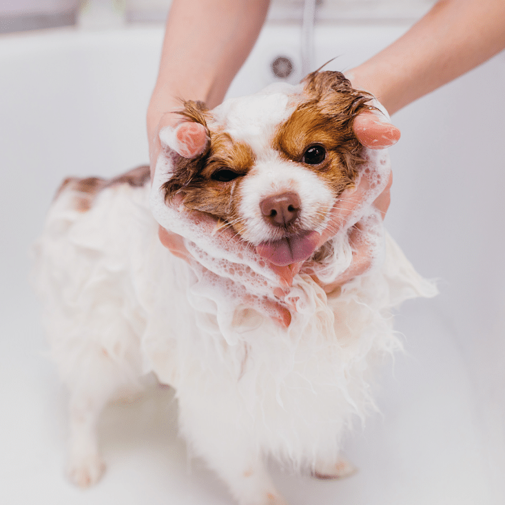 Natürliches festes Shampoo mit Aktivkohle