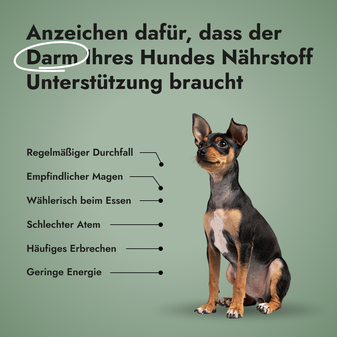 Gut Guard für Hunde